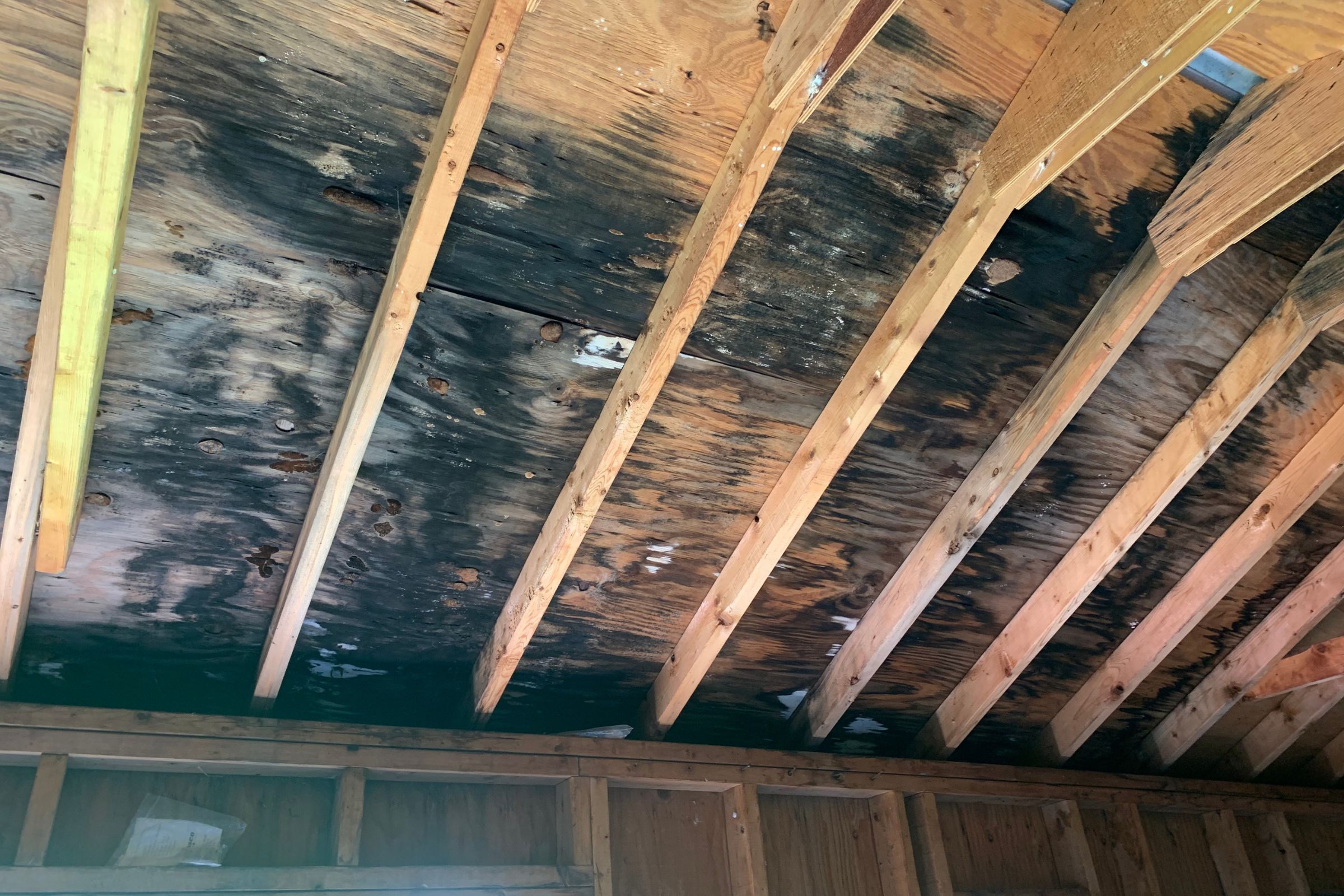 Attic ceiling showing black mold, emphasizing the importance of professional mold removal in Fresno, CA.