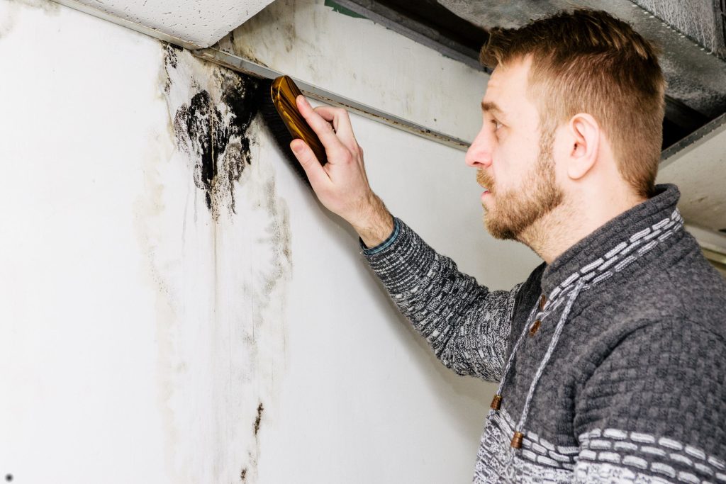 A man employs a tool to remove mold from a wall in a basement, representing a mold removal service in Fresno, CA.