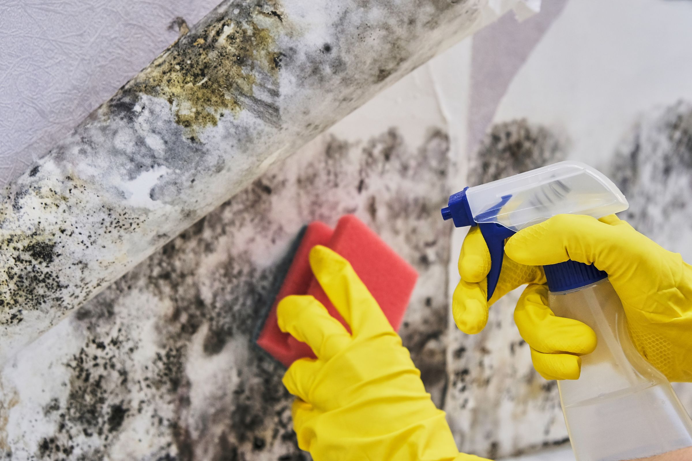 Individual in yellow gloves scrubs mold off a wall, illustrating a black mold removal service based in Fresno, CA.