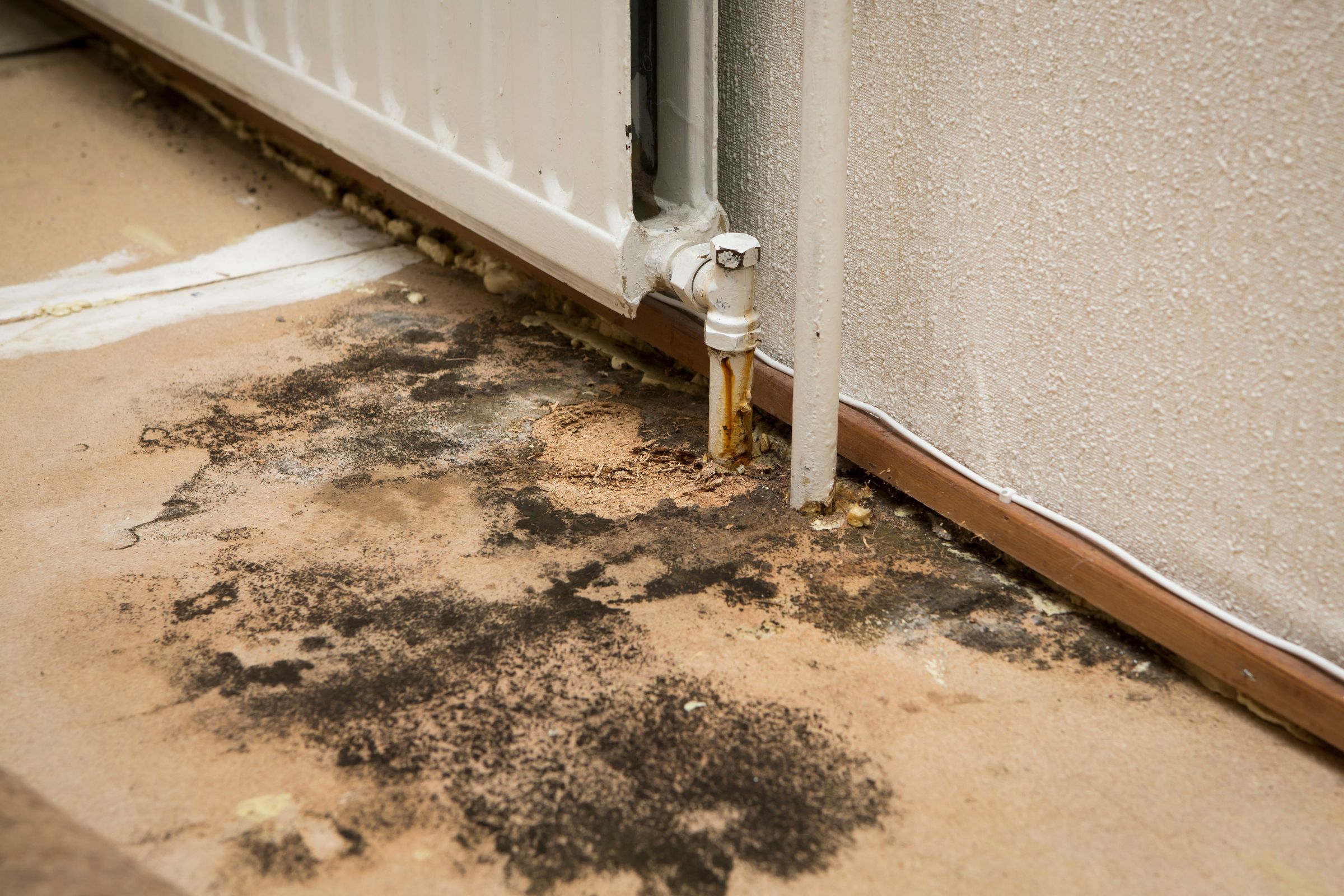 Visible mold on the floor next to a radiator, illustrating the necessity for carpet mold removal services in Fresno, CA.