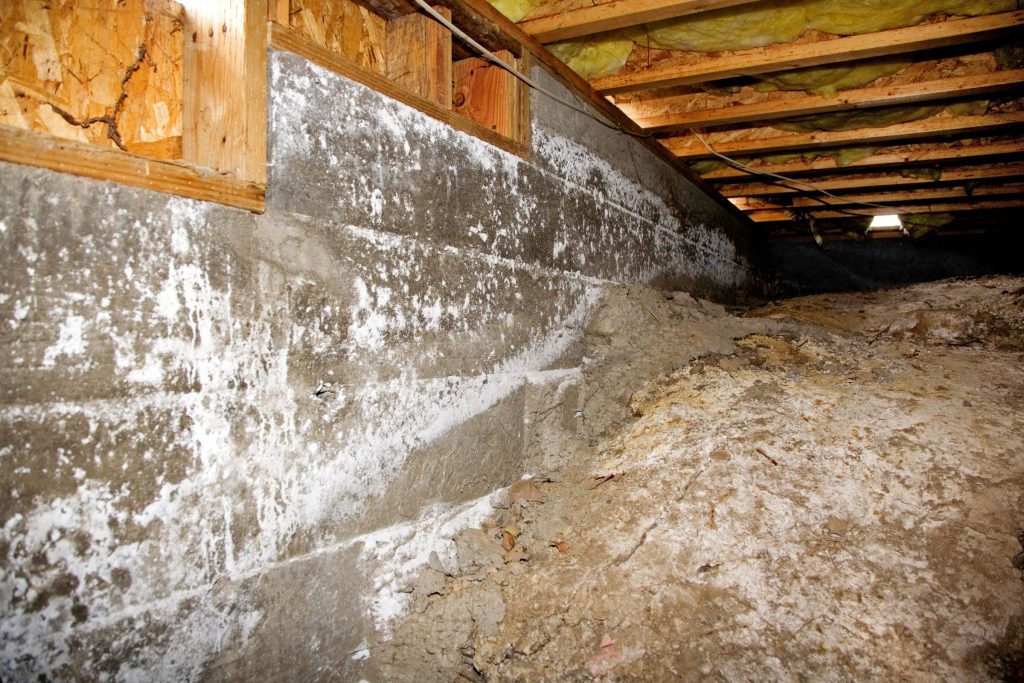 Mold growth on a basement wall with a ladder, highlighting the need for crawl space mold removal in Fresno, CA.