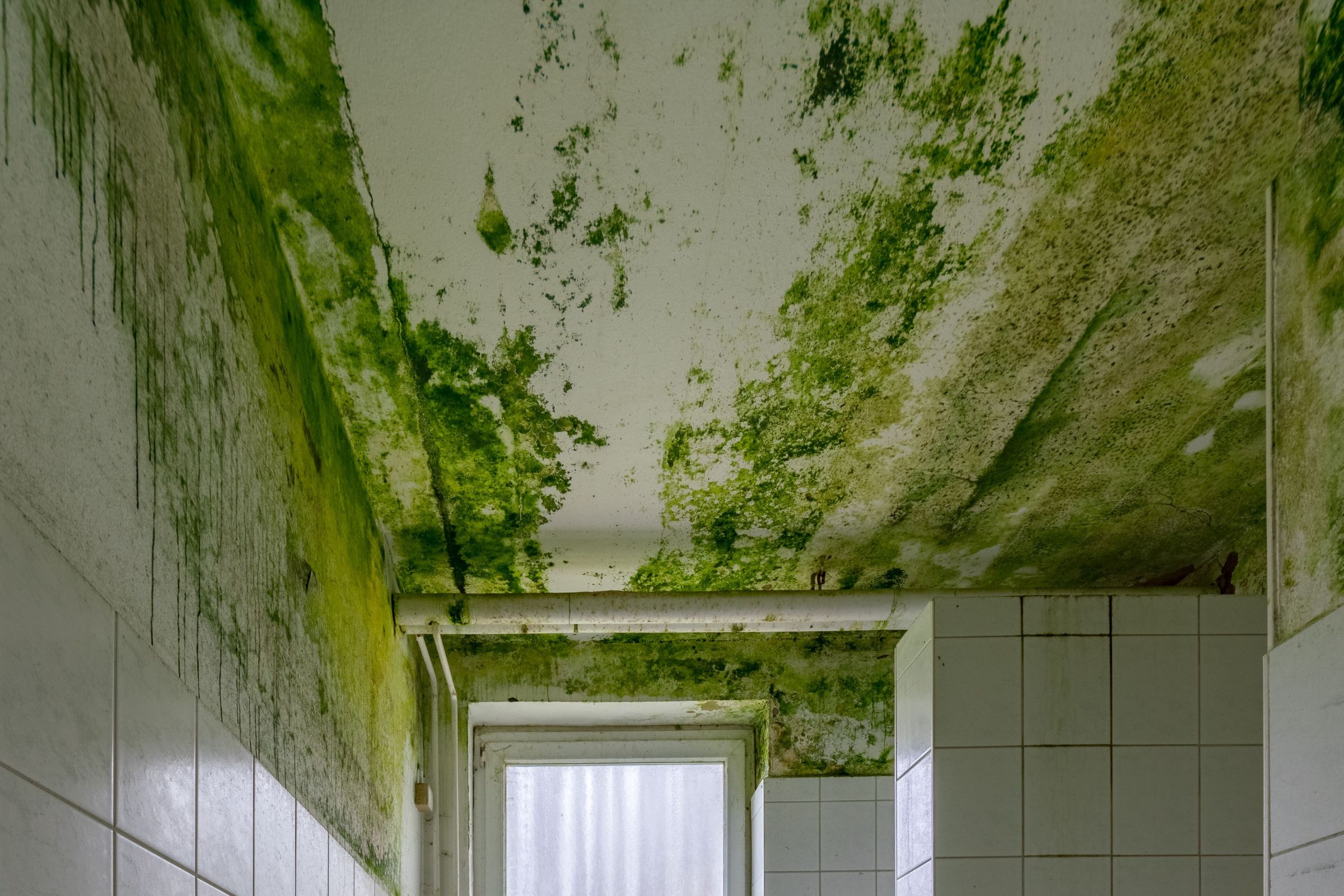 A bathroom scene with green moss on the ceiling, indicating the requirement for wall mold removal in Fresno, CA.