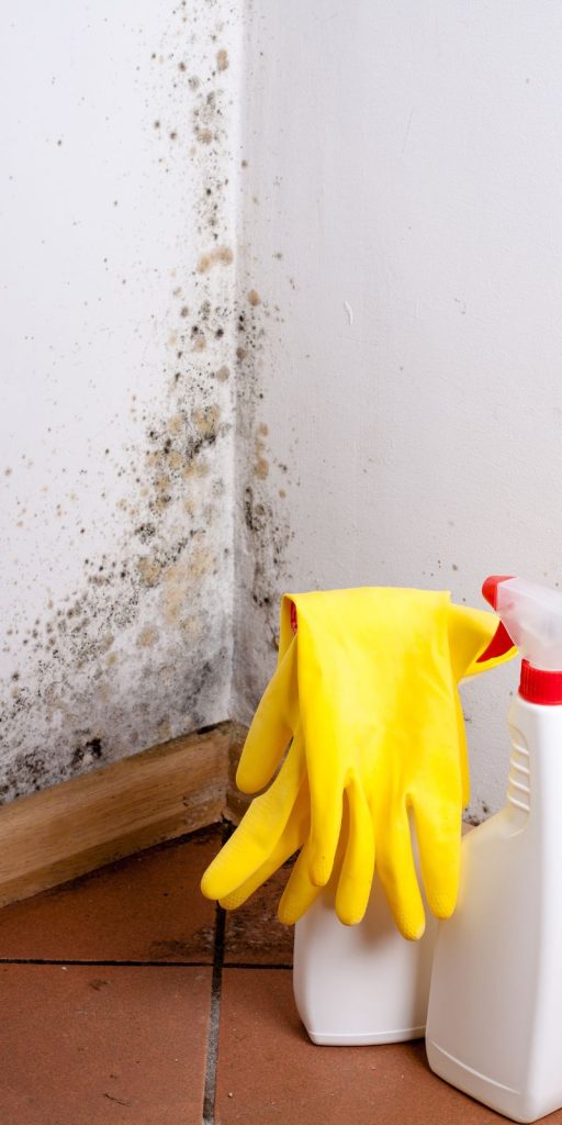 Mold removal service in a home setting, showcasing professionals in Fresno, CA, addressing mold issues effectively.