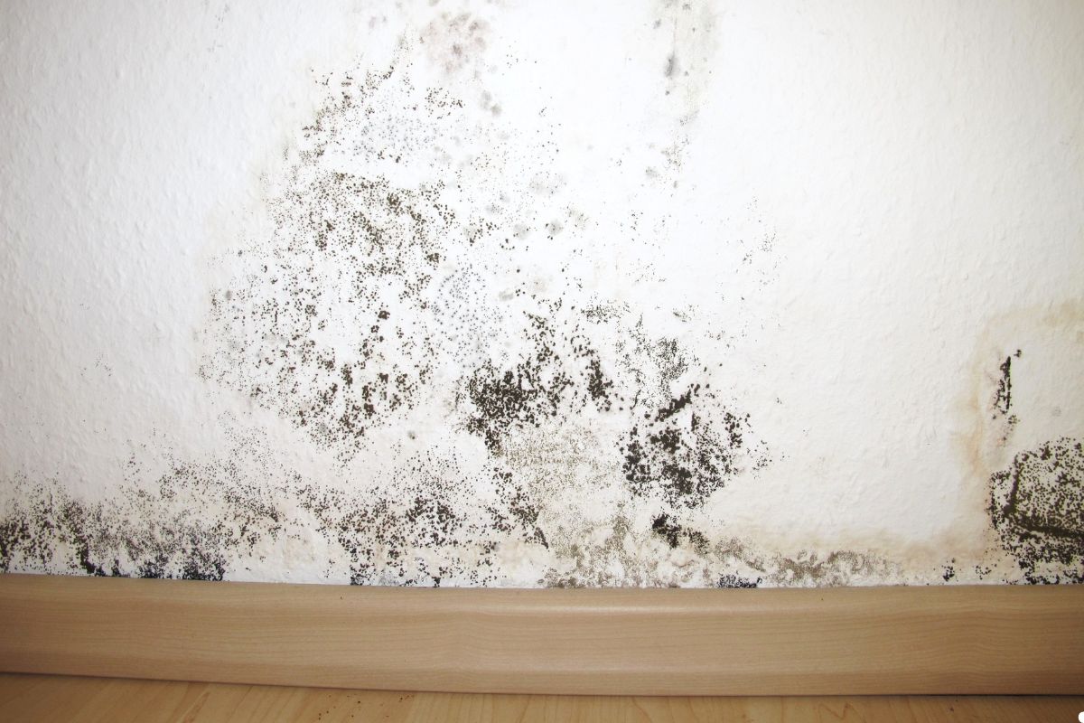 Mold growth on a wall in a room featuring a wooden floor, highlighting potential dampness and maintenance issues. 