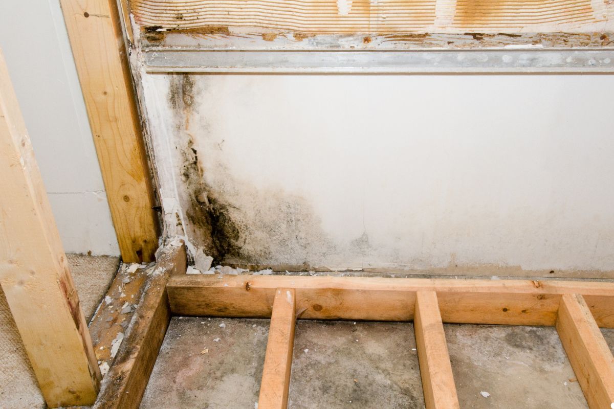 Interior of a room with mold on the walls and exposed wood framing, highlighting issues of moisture and deterioration. 